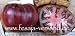 Tomatensorte => schwarzes Tigerherz (Samen)