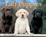 Just Lab Puppies 2005 Calendar
