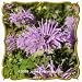 1 Oz Wild Bergamot (Monarda fistulosa) Bulk Wildflower Seeds