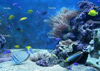 'Aquarium' Wall Decal - 18