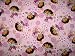 Fitted Crib / Toddler Sheet - Dora Pink - Made In USA
