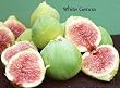 White Genoa Fig Tree in Soil, 5 by 10 Inch Container