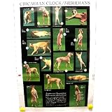 Circadian Clock Meridian Poster