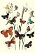 Art Poster, Butterflies: L. Roboris, P. Orion, et al. - 18.75 x 27.5 Image