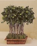 16 HIGHPOINT BOXWOOD S RECT RATAN/2pc.