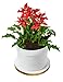 Poinsettia Flower Pot Cake
