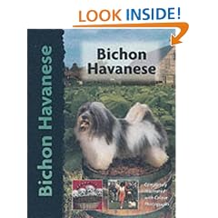 Bichon Havanese (Pet love)