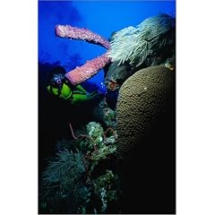 Poster 20 x 30 cm - "On the edge of Little Bahama Bank, Memory Rock's drop-off is draped with rich corals and sponges." von Michael Lawrence / Lonely Planet Images - auch in anderen Gr��en und als Leinwandbild erh�ltlich