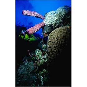 toile On the edge of Little Bahama Bank, Memory Rock's drop-off is draped with rich corals and sp...