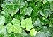 Thorndale English Ivy 48 Plants - Hardy Groundcover - 2 1/4