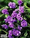 Mac's Double Spiderwort - Tradescantia - NEW!