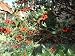 Stechpalme (Ilex aquifolium) - Saat