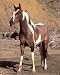 Pinto Horse by Mountain Art Print POSTER lithograph - 20" x 16"