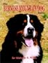 The Bernese Mountain Dog Today