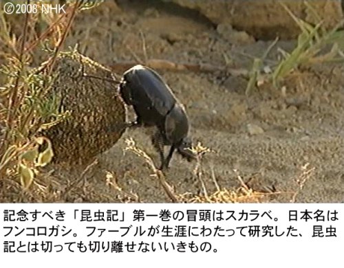 Cover image : ファーブル昆虫記 南仏・愛しき小宇宙 DVD-BOX