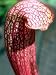 Dixie Lace Pitcher Plant -Sarracenia-Carnivorous-Hardy