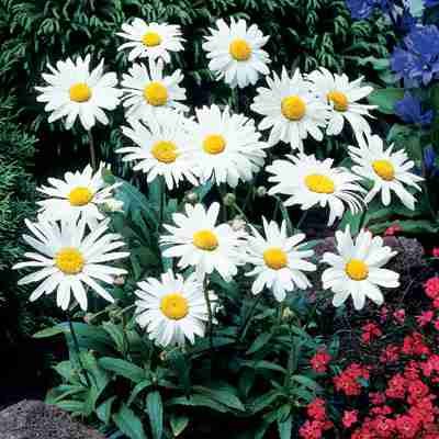 1 X Leucanthemum X Superbum Alaska - Crazy Daisy In A 9cm Pot - Herb - Hardy Perennial Plant - Flowering Plants Shrubs
