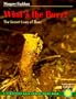 What's the Buzz?: The Secret Lives of Bees (Rain Forest Pilot)