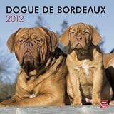Dogue De Bordeaux 2012 Square 12X12 Wall Calendar