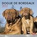 Dogue De Bordeaux 2012 Square 12X12 Wall Calendar by BrownTrout Publishers Inc