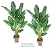 TWO 6' Artificial Banana Tropical Trees, with No Pot, Minor Assembly Required.