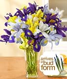 Assorted Iris