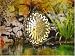 Toys : Medium EyCatchers Wind Spinner Gold Sun Face