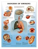 Dangers of Smoking Anatomical Chart Paper Unmounted Dangers of Smoking Anatomical Chart Paper Unmounted