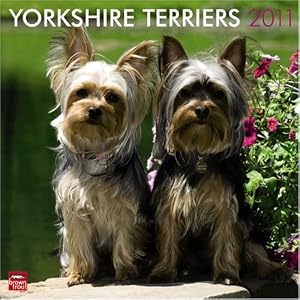 Yorkshire Terriers 2011 Square 12X12 Wall by BrownTrout Publishers Inc
