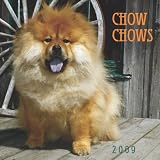 Chow Chows 2009 Wall Calendar 12 X 12