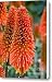 Red-hot poker flower Kniphofia Canvas Print / Canvas Art - Artist Louise Heusinkveld