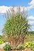 Ornamental Flame Grass (miscanthus Sinensis Purpurascens) - 72