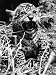 Corona, a Jaguar Cub, Born at London Zoo, Pleased to Meet His Visitors, June 1937 Pho...