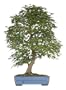 Brussel's Japanese Maple Specimen Tree