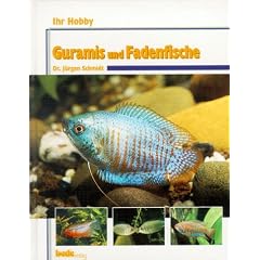 Guramis und Fadenfische, Ihr Hobby