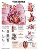 The The Heart Anatomical Chart