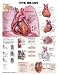 Book The The Heart Anatomical Chart