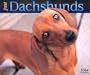 Just Dachshunds