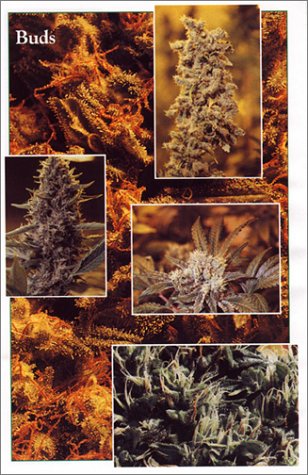 Indoor Marijuana Horticulture (Marijuana Horticulture: The Indoor/Outdoor Medical Grower's Bible)