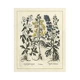Besler Floral I Poster Print