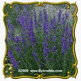 1 Oz Rocky Mountain Penstemon (Penstemon strictus) Bulk Wildflower Seeds