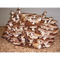 Shiitake - Bio Pilzzucht 3kg Pilzbrut Pilze z�chten