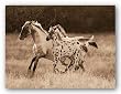 The Appaloosa by Robert Dawson 16"x12" Art Print Poster