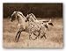 The Appaloosa by Robert Dawson 16"x12" Art Print Poster