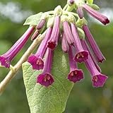 イオクロマ（ミニエンジェルストランペット）の苗木