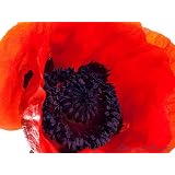 Blumen-Wandbild: T�rkischer Mohn als Kunstdruck / Fotoprint im Format 60cm x 45cmvon "NatureToPrint"