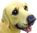 Labrador
