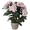 Silk Hydrangea