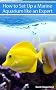 How to Set Up A Marine Aquarium Like an Expert. The New Best Seller (Aquarium and Turtle Mastery)