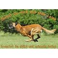 Metall-Warnschild Malinois, Belgischer Sch�ferhund